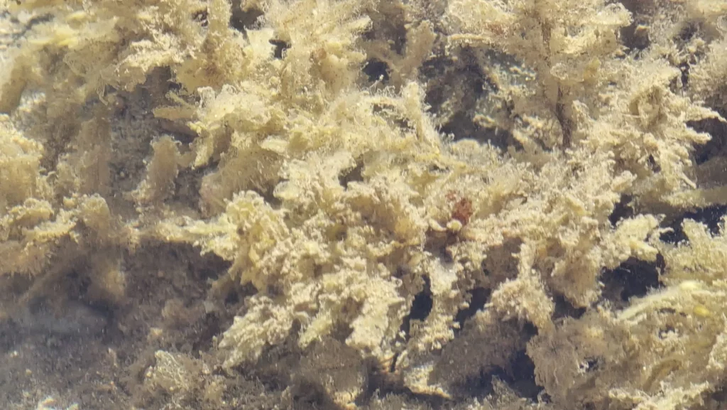 KISeaweedCloseup